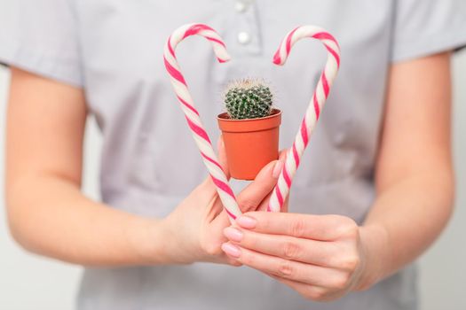 Small cactus in pot with christmas candy in female doctor or beautician hands