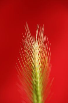 Flower blossom close up hordeum vulgare family poaceae botanical background modern high quality big size print home decoration