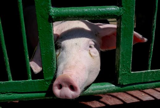 Pig nose in the paddock. Funny village scene with a pig. Farming banner. Pink skin of a small pig. Cute farm animals close-up.