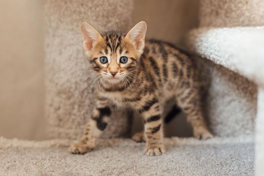 Young cute bengal kitten sitting on a soft cat's shelf of a cat's house indoors.