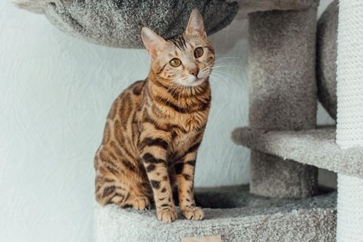 Young cute bengal cat sitting on a soft cat's shelf of a cat's house indoors.