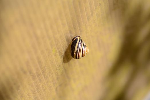 Snail against a beige colored background