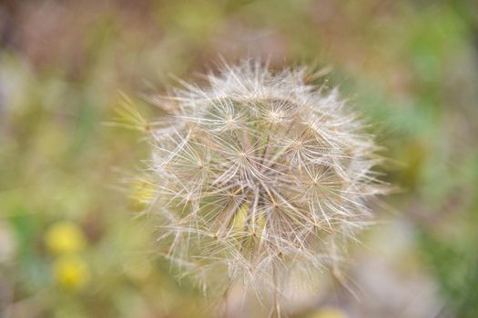 A large white ball of dandelion in hand against the sky. High quality photo