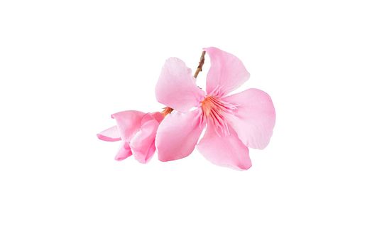 pink oleander flower and leaves isolated on white background.