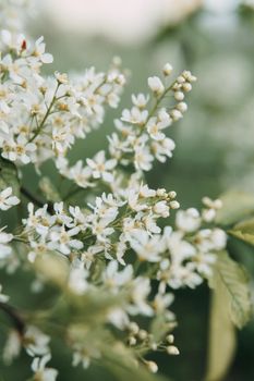 Blooming cherry branches with white flowers close-up, background of spring nature. Macro image of vegetation, close-up with depth of field.