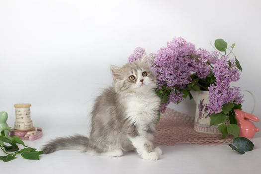 Cute pets. Little kitten breed of scottish highland stright cat on a white background with lilac elements.