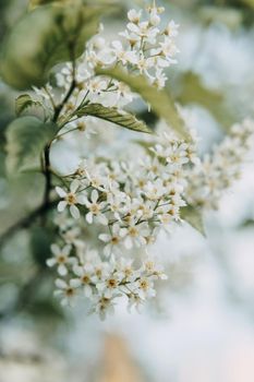 Blooming cherry branches with white flowers close-up, background of spring nature. Macro image of vegetation, close-up with depth of field.