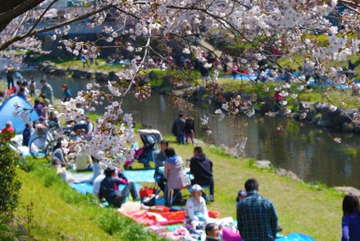 Hanami image. Shooting Location: Tokyo metropolitan area