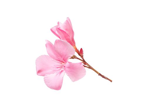 pink oleander flower and leaves isolated on white background.