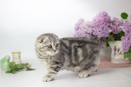 Scottish Fold kitten on the white background wiht lilac flowers.