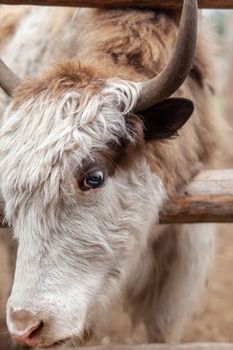 The head of a large cow or bull with horns. Portrait of a head of cattle on a farm. Breeding animals for dairy products or meat.