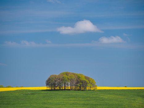 Peaceful view in springtime over green fields to a copse of trees with yellow rapeseed on the horizon, under blue sky and fluffy white clouds, near Avebury, Wiltshire, UK