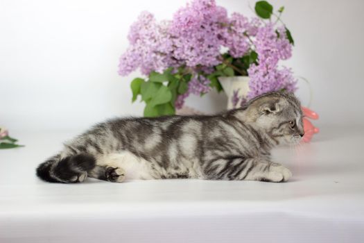 Scottish Fold kitten on the white background wiht lilac flowers.