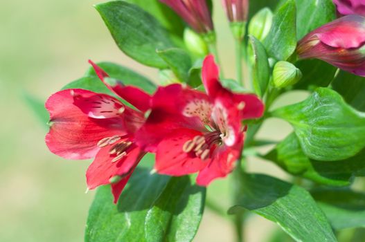 bouquet of red alstroemeria, close-up, floral background, spring bouquet, gift for mother's day, March 8, international women's day