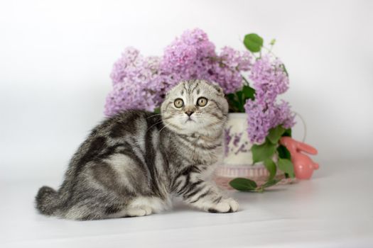 Scottish Fold kitten on the white background wiht lilac flowers.