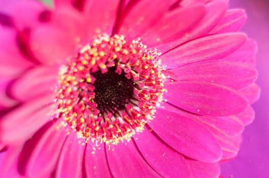 Bouquet of purple gerberas, close angle, spring mood, flower background, mother's day gift, dew drops on bud petals, tactile, visual enjoyment. High quality photo