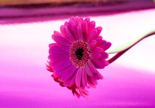 one purple gerbera on neon purple background, close angle, spring mood, flower. High quality photo