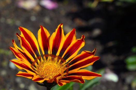 A flowering gazania flower in the park in the summer. The background of nature