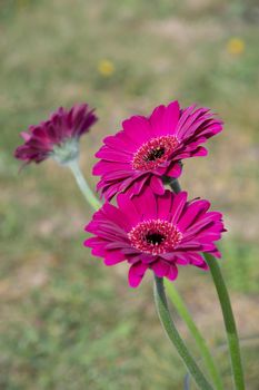 Bouquet of purple gerberas, close angle, spring mood, flower background, mother's day gift, dew drops on bud petals, tactile, visual enjoyment. High quality photo
