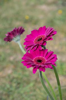 Bouquet of purple gerberas, close angle, spring mood, flower background, mother's day gift, dew drops on bud petals, tactile, visual enjoyment. High quality photo