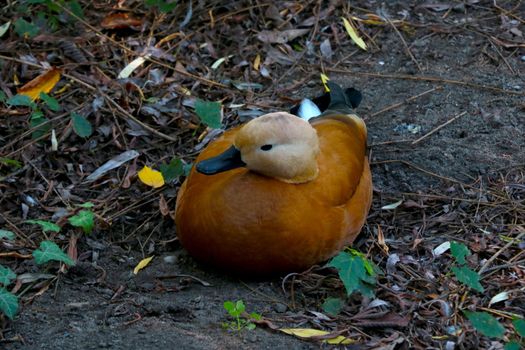 A beautiful colored wild duck sits on the ground