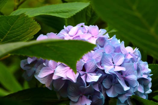 Beautiful picturesque flowering branches of hydrangeas in the park