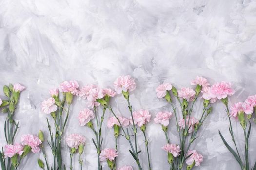 loose pink carnations scattered on cement background, spring holidays, valentine's day, international women's day on march 8, may 1 labor day, copy space. High quality photo