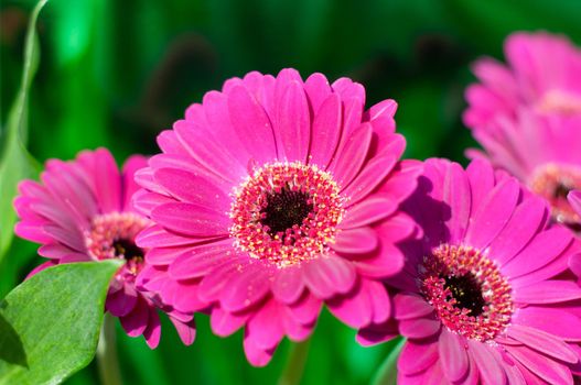 Bouquet of purple gerberas, close angle, spring mood, flower background, mother's day gift, dew drops on bud petals, tactile, visual enjoyment. High quality photo