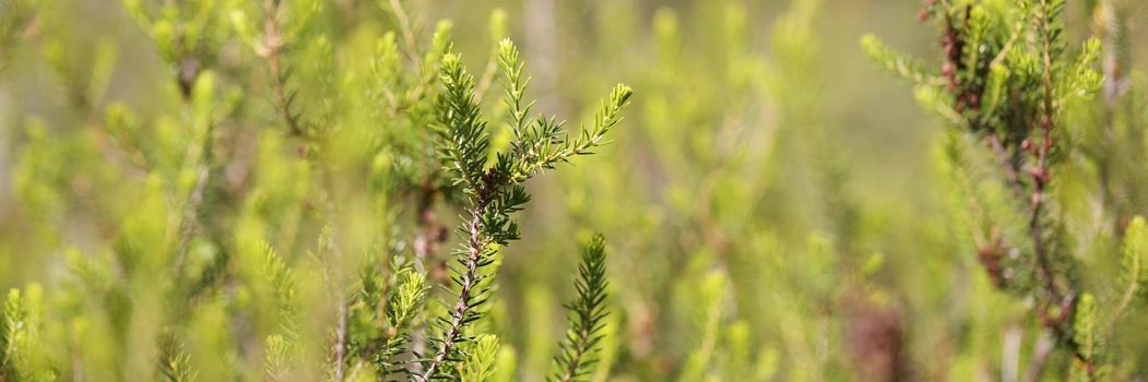 Close-up of young green branch of spruce with small cones. Cedar branch with pine nuts. Wonderful nature concept. Evergreen conifers. Blurred background