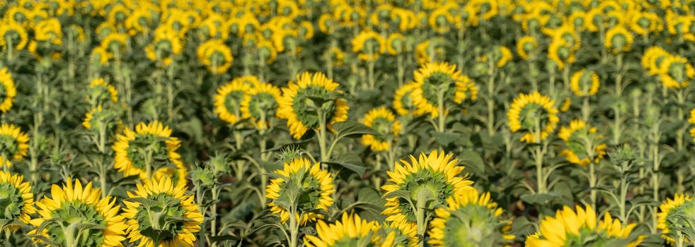 Beautiful sunflower garden. field of blooming sunflowers against the backdrop of sunset. The best kind of sunflower in bloom. Growing sunflowers to make oil