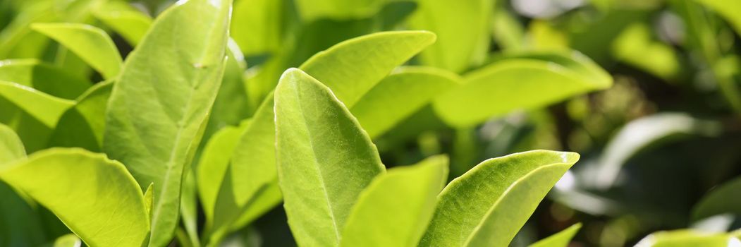 Green leaves natural background or tea plantation. Beautiful fresh tropical plants, bush or greenery texture. Foliage backdrop. Nature and eco concept