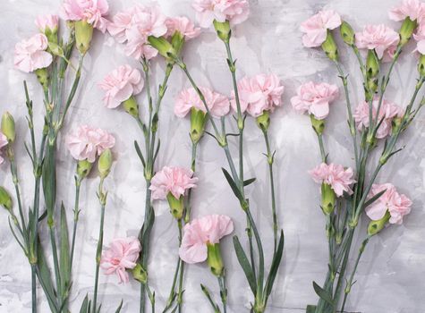 loose pink carnations scattered on cement background, spring holidays, valentine's day, international women's day on march 8, may 1 labor day, copy space. High quality photo