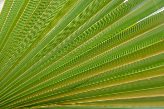 Green palm leaves, natural background.