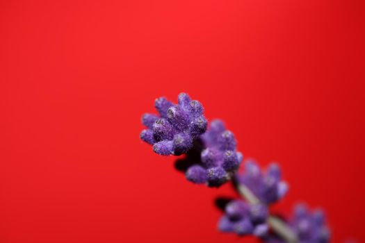 Flower blossom close up lavandula latifolia family lamiaceae botanical background modern high quality big size prints home decoration