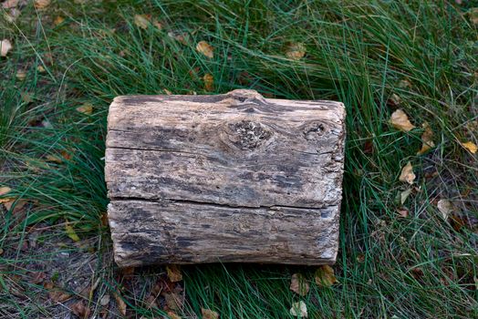 A cut log of wood on top of the grass.Front view, dry autumn leaves, texture, cracks,