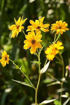 Group of yellow daisies. Dimorphotheca sinuata. Macro and detail photo, background out of focus and green.