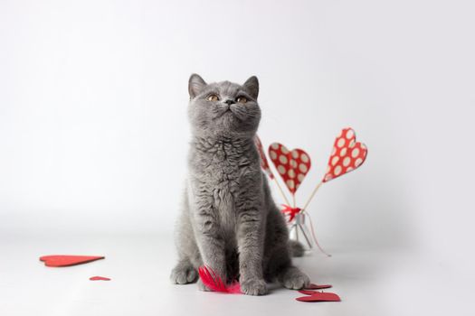 British Shorthair cat portrait on a white background. Valentines Day card.