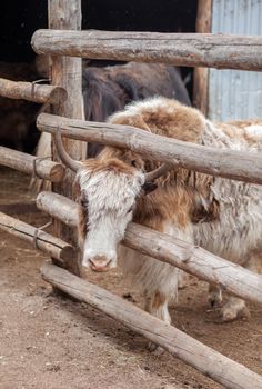 The head of a large cow or bull with horns. Portrait of a head of cattle on a farm. Breeding animals for dairy products or meat.