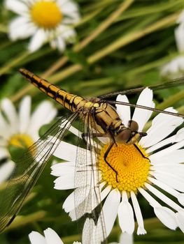 Dragonfly froze on a chamomile flower waiting for prey.