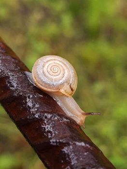 A snail crawls on a metal rod after a summer rain.