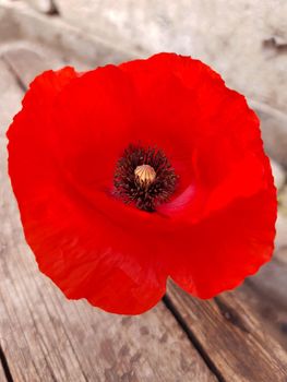 Red field poppy flower on a wooden background close-up.