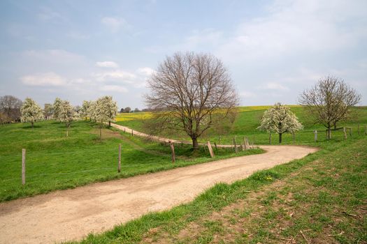 Panoramic image of meadow orchard with blossoming trees, Bergisches Land, Germany  