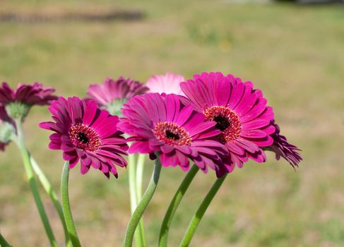 Bouquet of purple gerberas, close angle, spring mood, flower background, mother's day gift, dew drops on bud petals, tactile, visual enjoyment. High quality photo