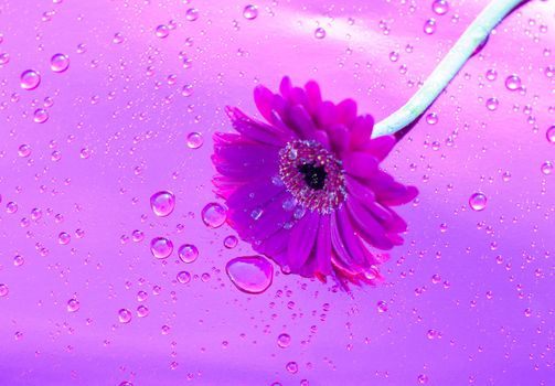 one purple gerbera on neon purple background, close angle, spring mood, flower. High quality photo