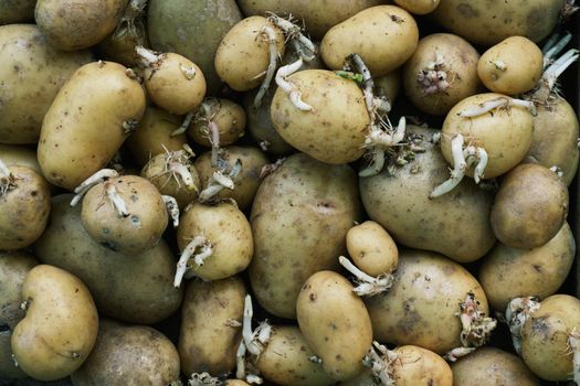 Background Texture Of Old Potatoes With Sprouts