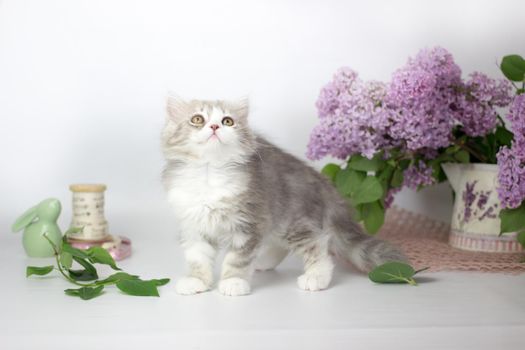 Cute pets. Little kitten breed of scottish highland stright cat on a white background with lilac elements.