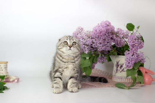 Scottish Fold kitten on the white background wiht lilac flowers.