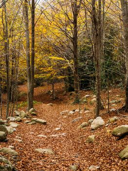 Autumn landscape with beautiful colored trees in the forest. Wonderful picturesque background