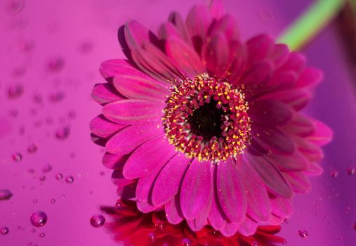 one purple gerbera on neon purple background, close angle, spring mood, flower. High quality photo