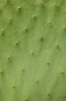 Abstract Background Texture Of A Spiky Cactus